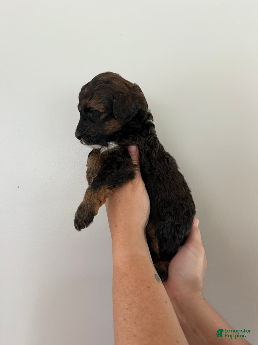 Bernedoodle dogs for sale: Green Collar Girl - Image 8