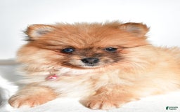 Pomeranian dogs for sale: Elisa - Image 3