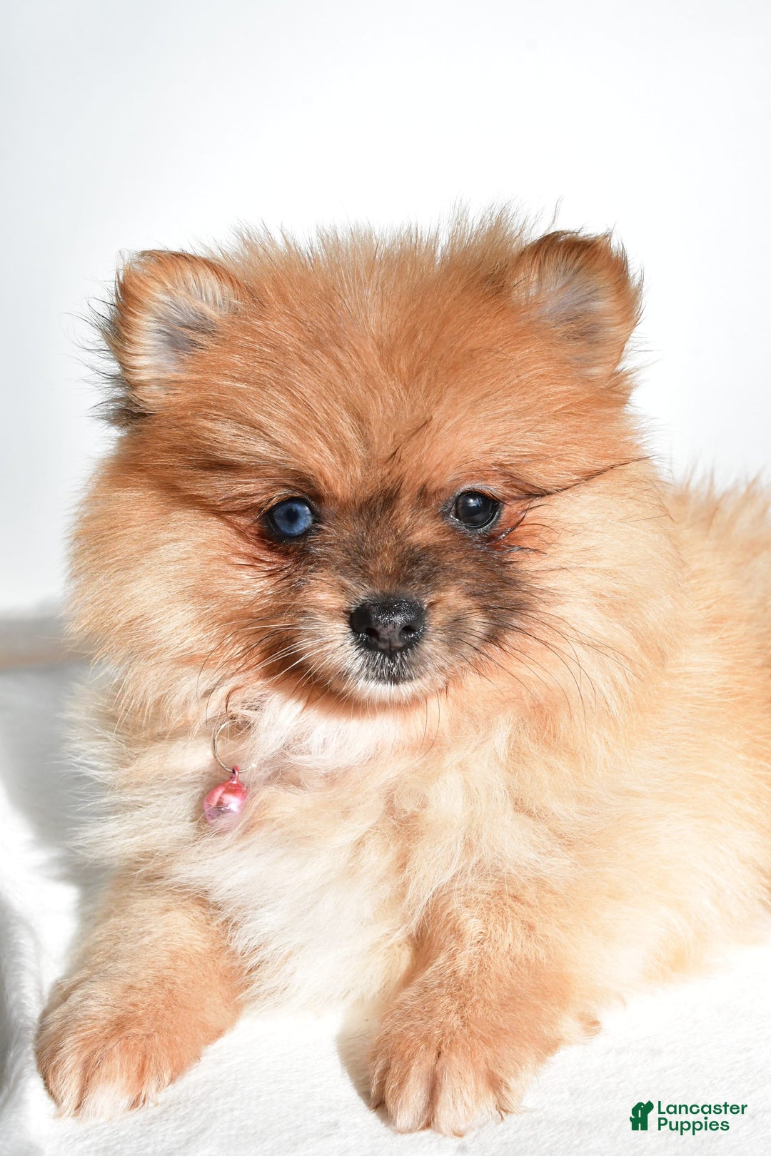 Pomeranian dogs for sale: Elisa - Image 3