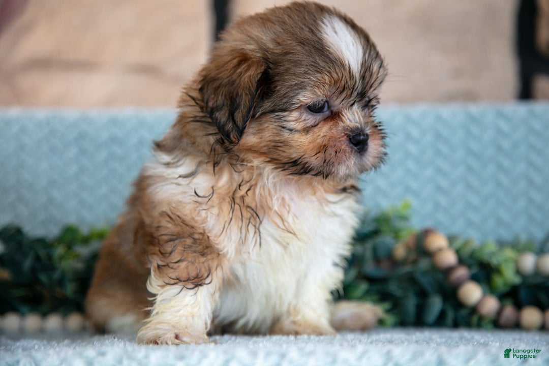 Shih Tzu dogs for sale: Travis - Image 1