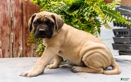 English Mastiff dogs for sale: Hazel - Image 11