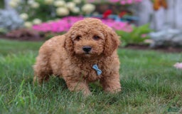  dogs for sale: Mini Goldendoodle 4 puppies - Image 23
