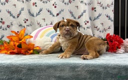 English Bulldog dogs for sale: Kolton 6848 - Image 2