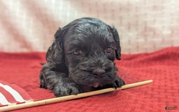 Cockapoo dogs for sale: Emily - Image 7