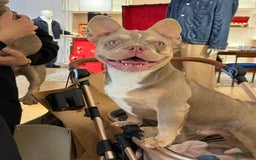 French Bulldog dogs for sale: Dj - Image 2