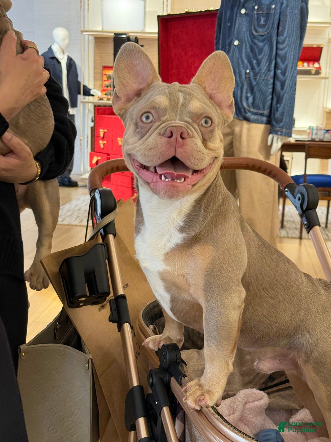 French Bulldog dogs for sale: Dj - Image 2