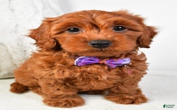 Cavapoo dogs for sale: Viola - Image 2
