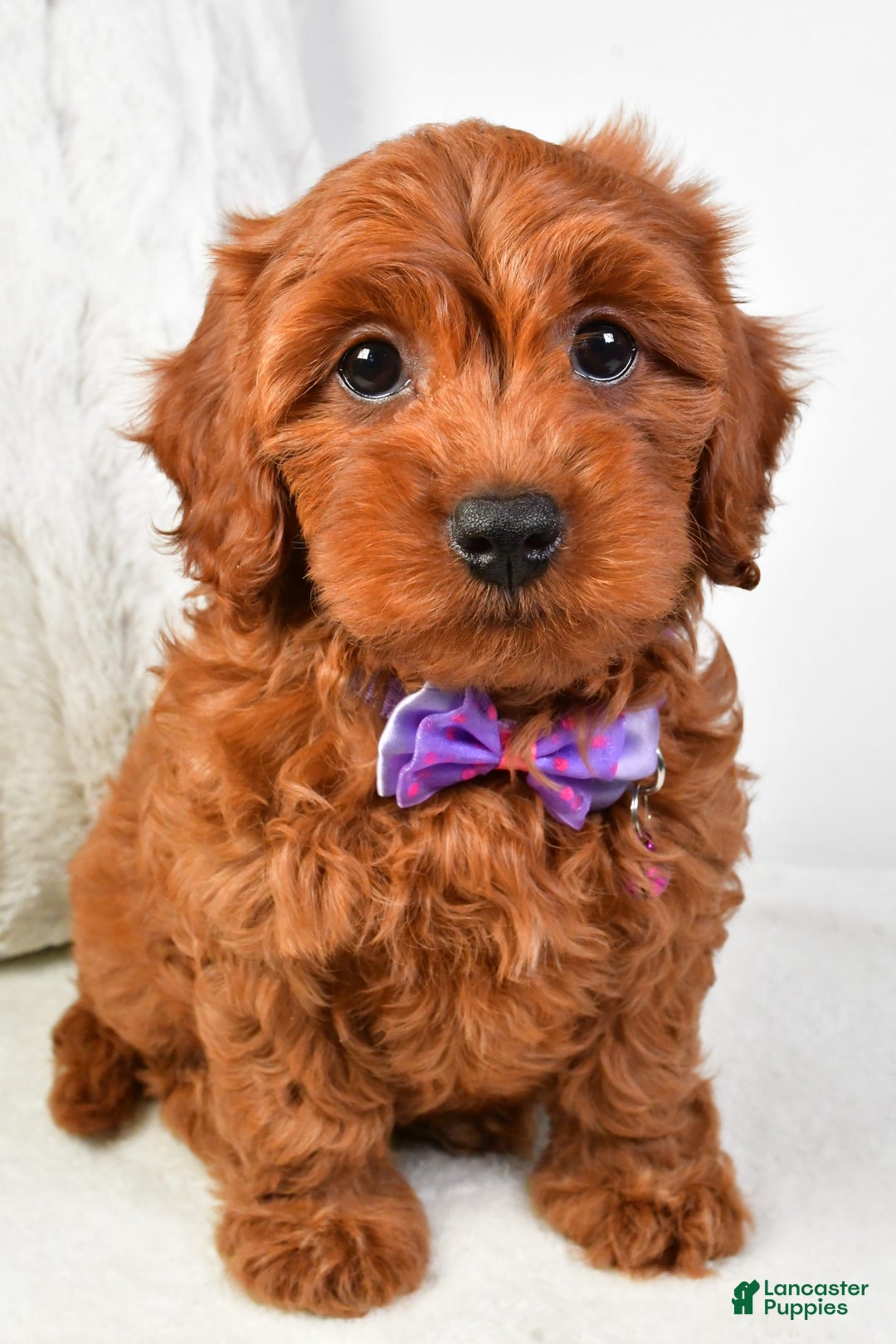 Cavapoo dogs for sale: Viola - Image 2