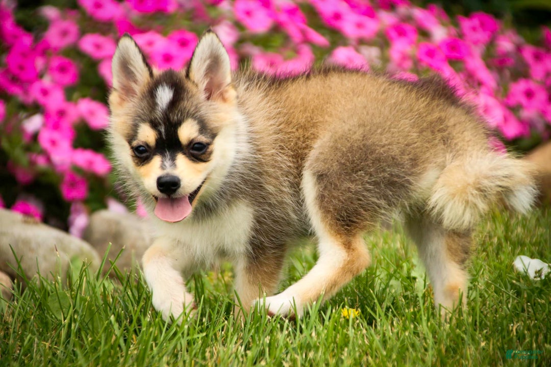 Pomsky dogs for sale: Fira - Image 8