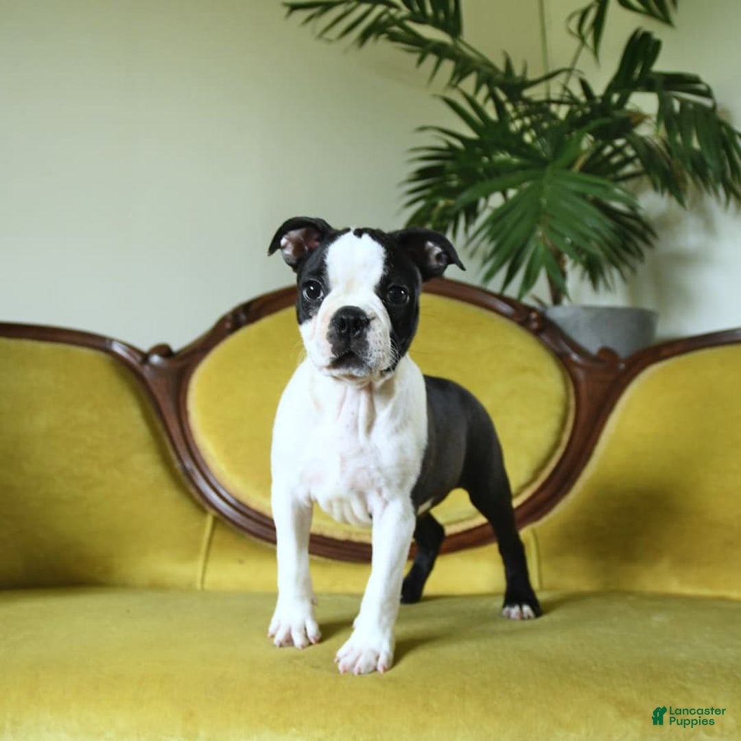 Boston Terrier dogs for sale: Happy - Image 2