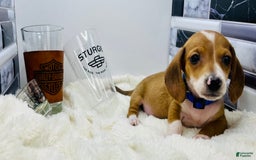 Miniature Dachshund dogs for sale: Jasper - Image 12