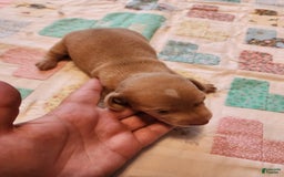 Miniature Dachshund dogs for sale: Cora - Image 17