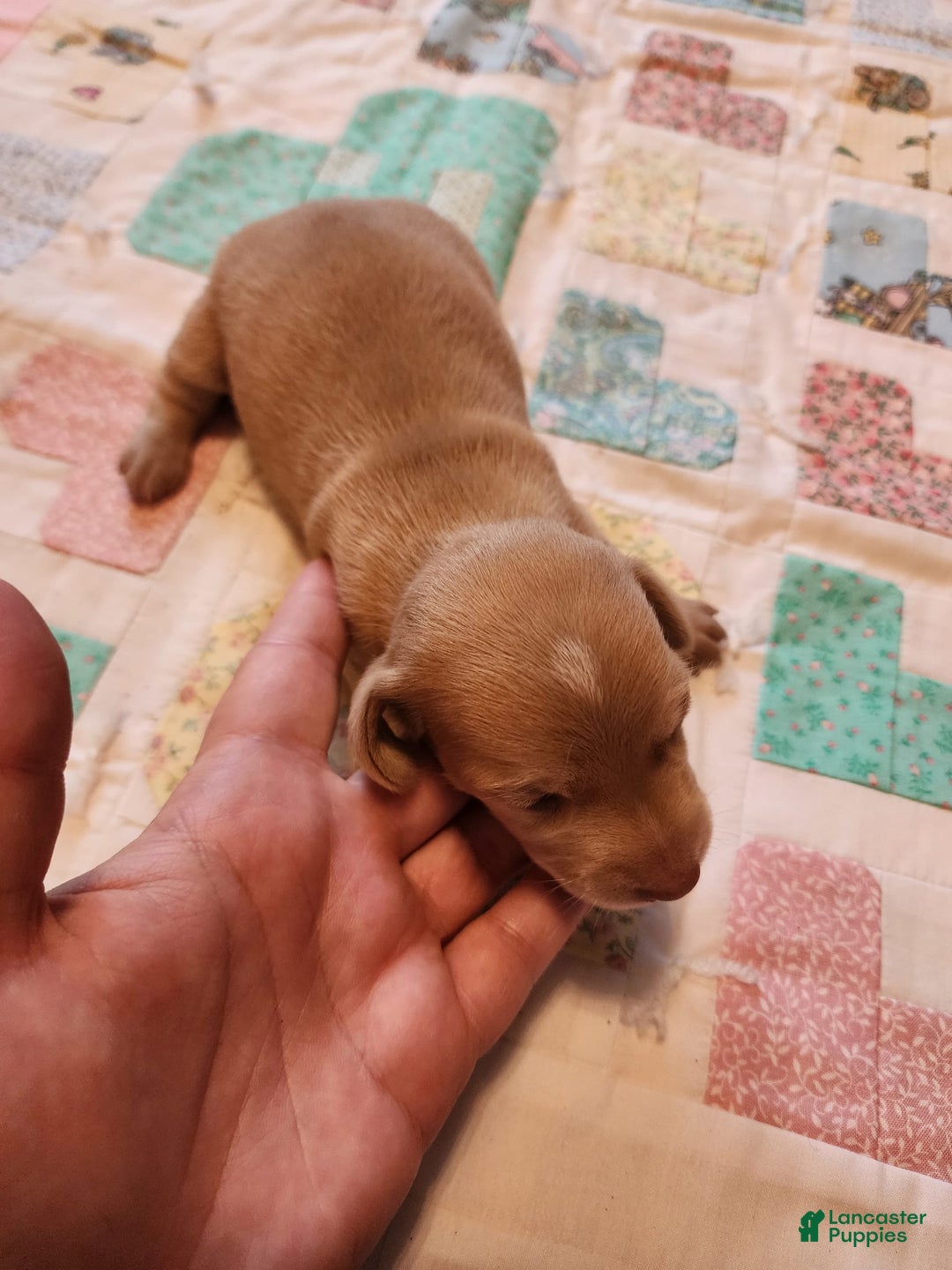 Miniature Dachshund dogs for sale: Cora - Image 17