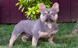French Bulldog dogs for sale: Lennox - Image 4