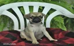 Pug dogs for sale: Pug 3 puppies - Image 5