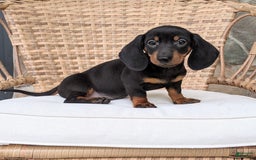 Miniature Dachshund dogs for sale: Freddie - Image 5