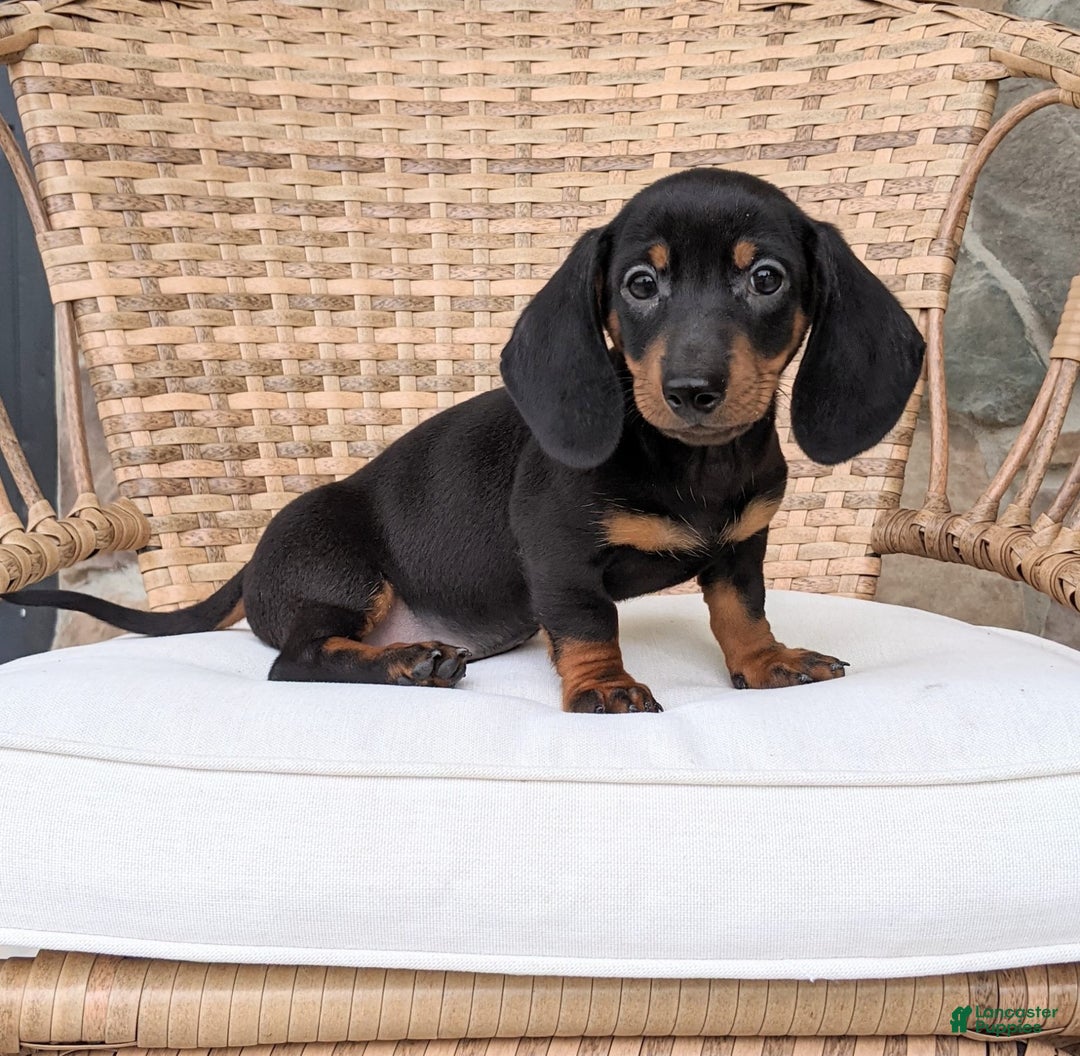 Miniature Dachshund dogs for sale: Freddie - Image 5