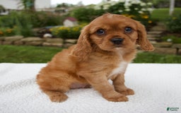 Cavalier King Charles Spaniel dogs for sale: Cavalier King Charles Spaniel 3 puppies - Image 3