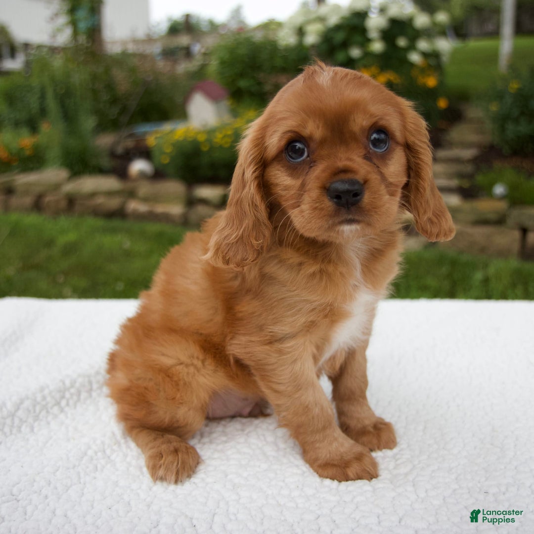 Cavalier King Charles Spaniel dogs for sale: Cavalier King Charles Spaniel 3 puppies - Image 3