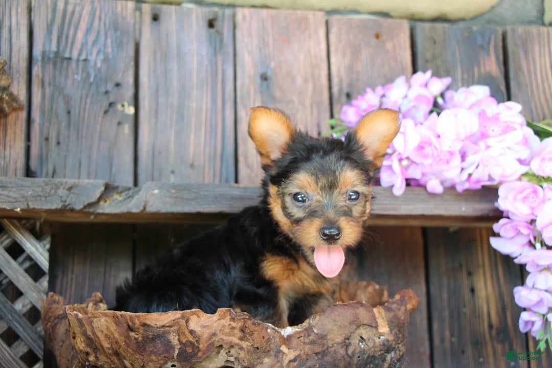 Yorkshire Terrier dogs for sale: Shayna - Image 2