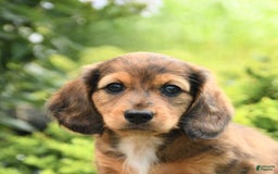 Dachshund dogs for sale: Allie - Image 4