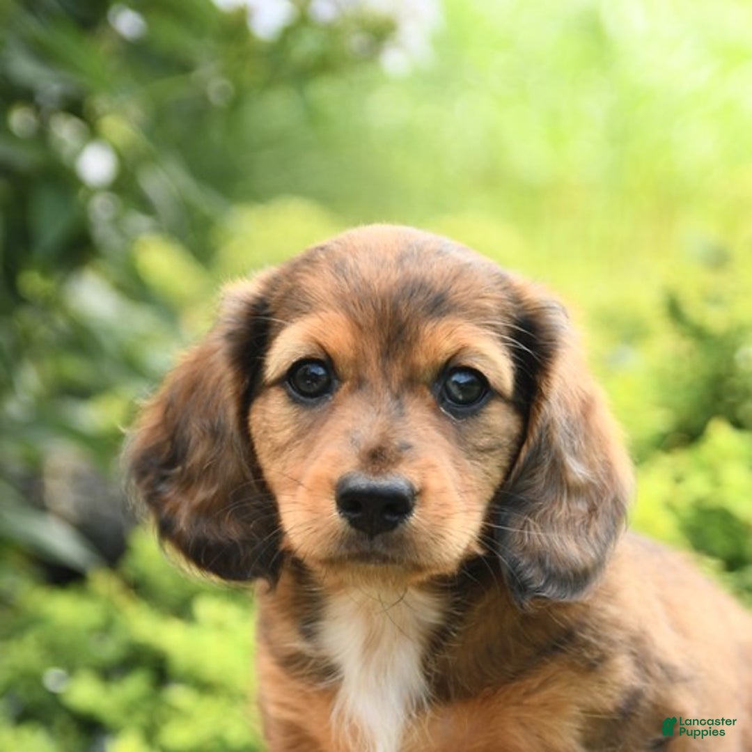 Dachshund dogs for sale: Allie - Image 4