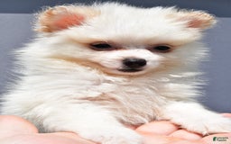Pomeranian dogs for sale: Isabella - Image 6