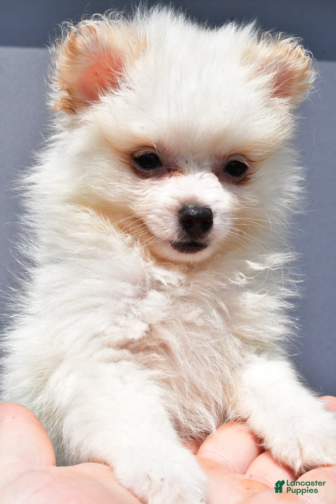 Pomeranian dogs for sale: Isabella - Image 6