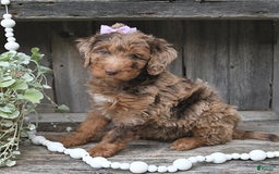 Aussiedoodle dogs for sale: Marlie - Image 1