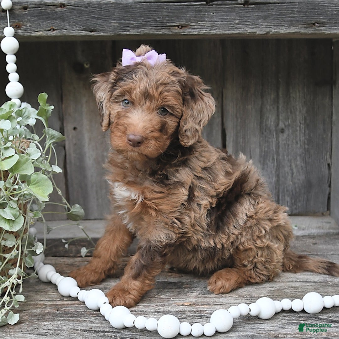 Aussiedoodle dogs for sale: Marlie - Image 1