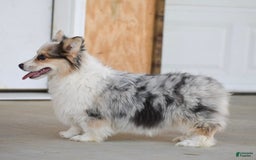 Welsh Corgi Pembroke dogs for sale: Amelia - Image 2