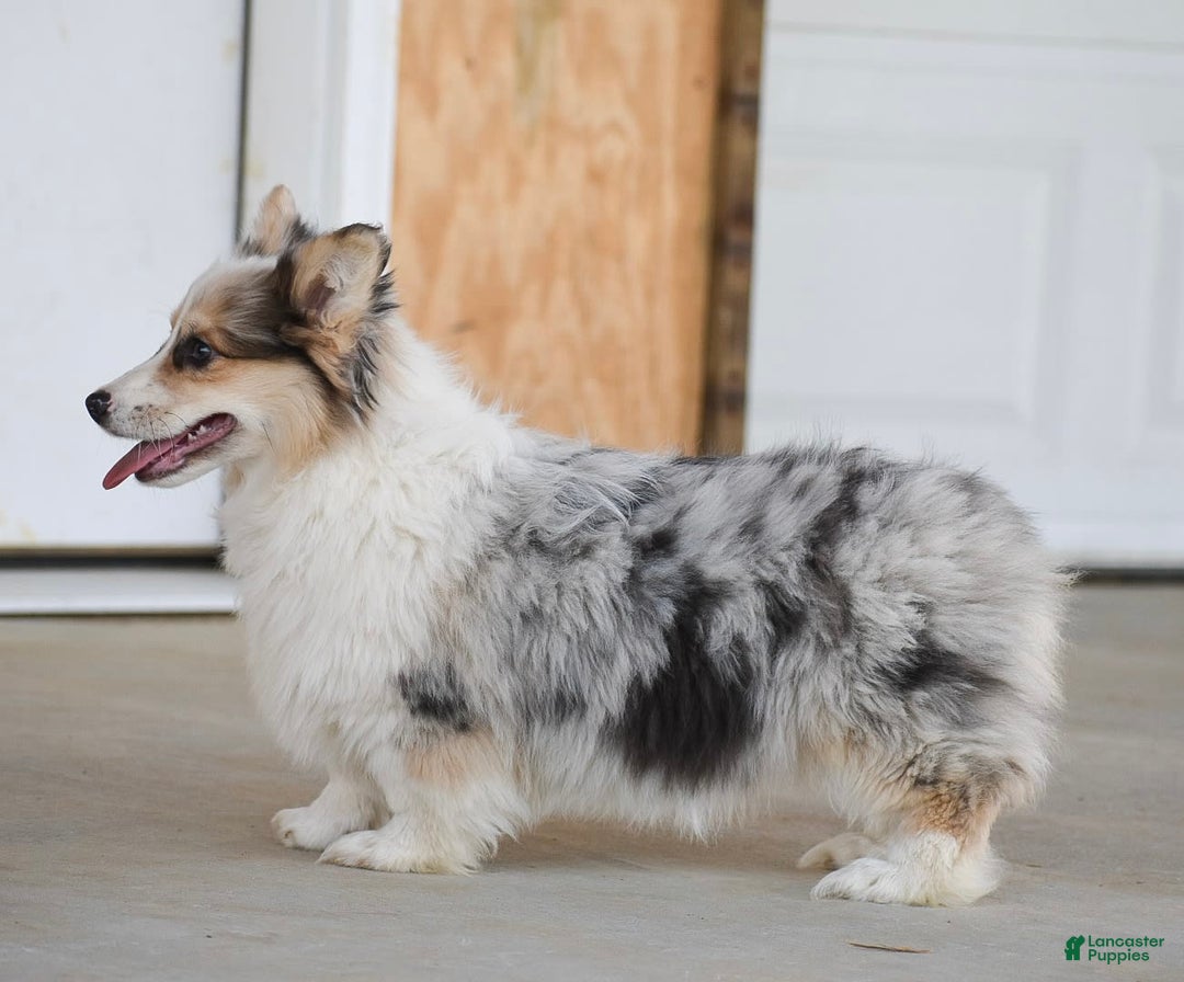Welsh Corgi Pembroke dogs for sale: Amelia - Image 2