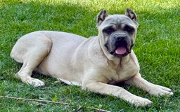 Cane Corso dogs for sale: Georgia - Image 35
