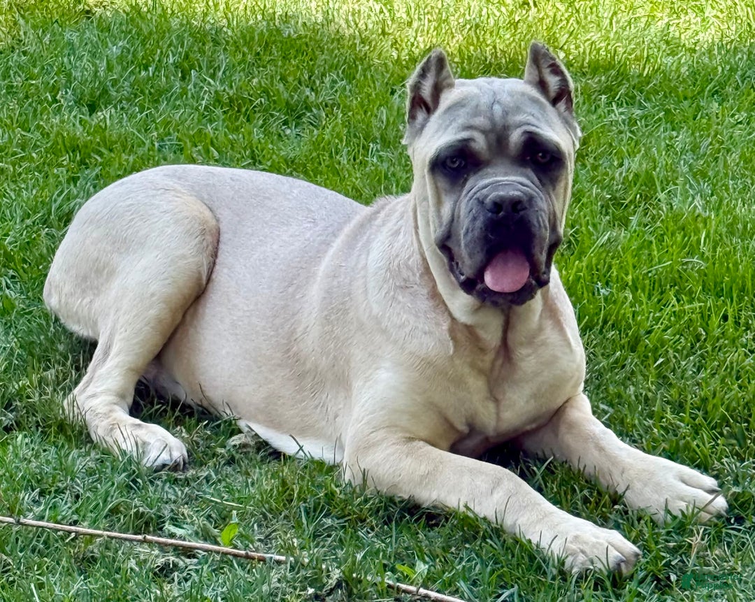 Cane Corso dogs for sale: Georgia - Image 35
