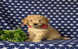 Mini Goldendoodle dogs for sale: Hardyn Hypoallergenic - Image 2