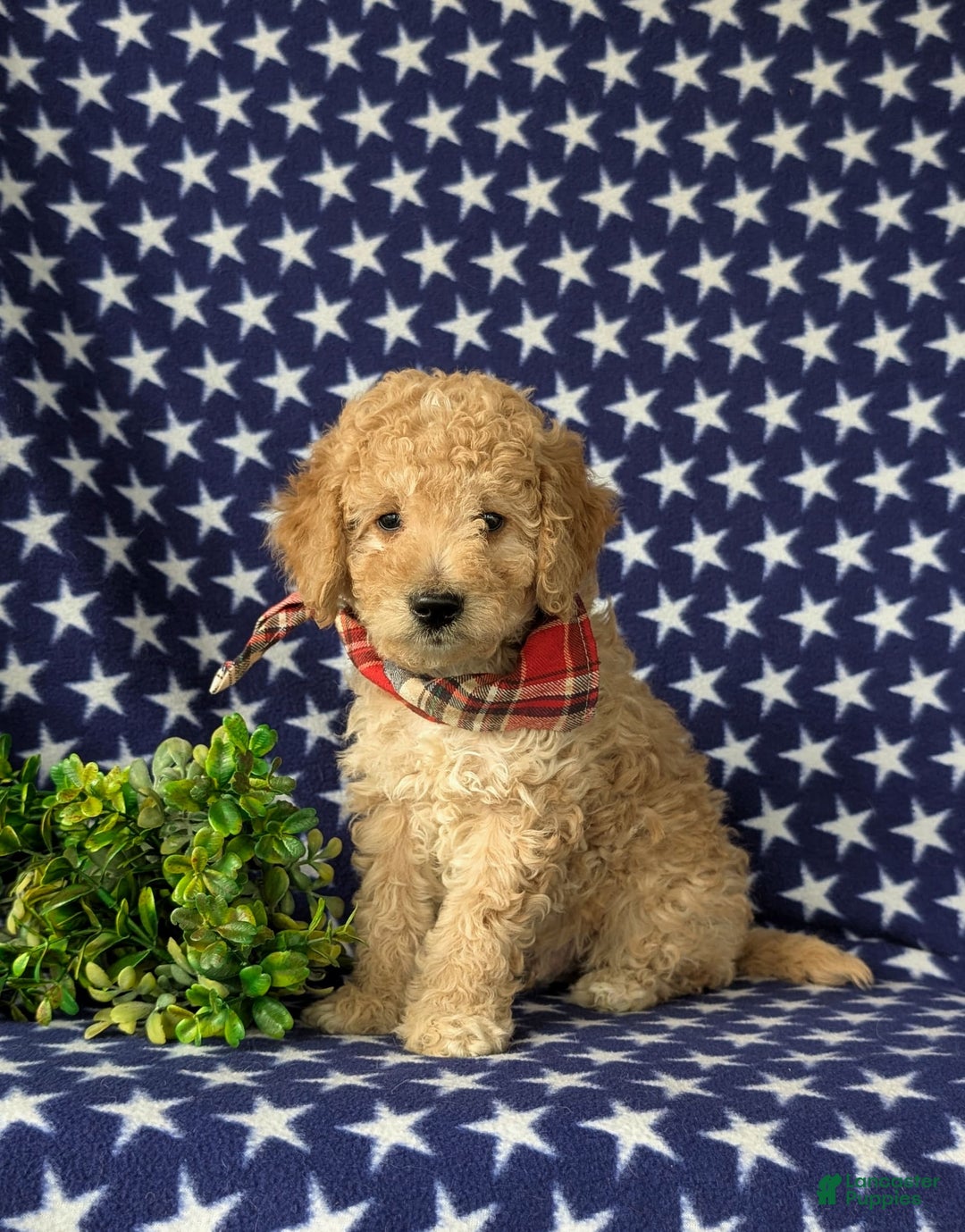 Mini Goldendoodle dogs for sale: Hardyn Hypoallergenic - Image 2