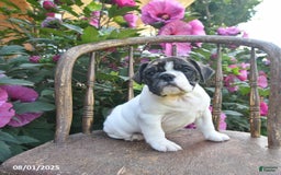 English Bulldog dogs for sale: Allace - Image 2
