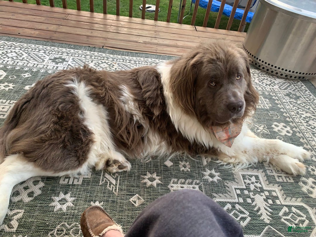 Newfoundland dogs for sale: Lotus - Image 5