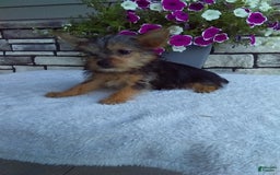Yorkshire Terrier dogs for sale: Yorkshire Terrier 4 puppies - Image 7