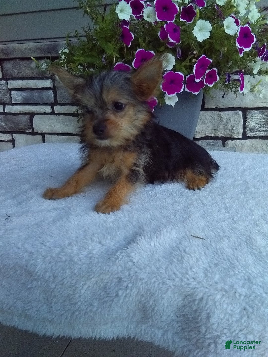 Yorkshire Terrier dogs for sale: Yorkshire Terrier 4 puppies - Image 7