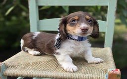 Miniature Dachshund dogs for sale: Tinker - Image 4