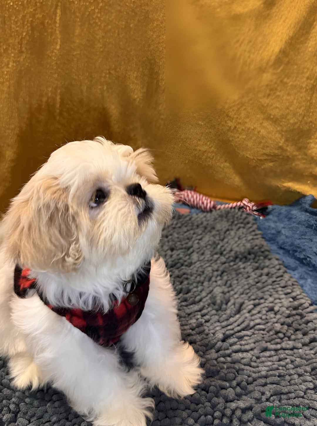 Shih Tzu dogs for sale: Mystical - Image 9