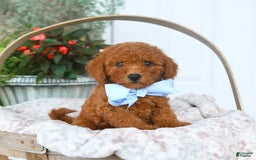 Bichpoo dogs for sale: Montgomery - Image 3