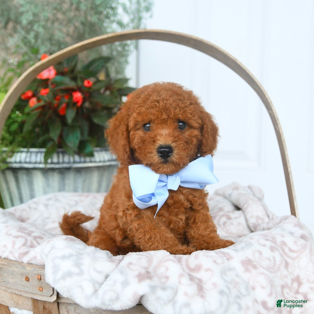 Bichpoo dogs for sale: Montgomery - Image 3