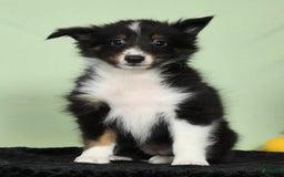 Shetland Sheepdog dogs for sale: Meekah - Image 7