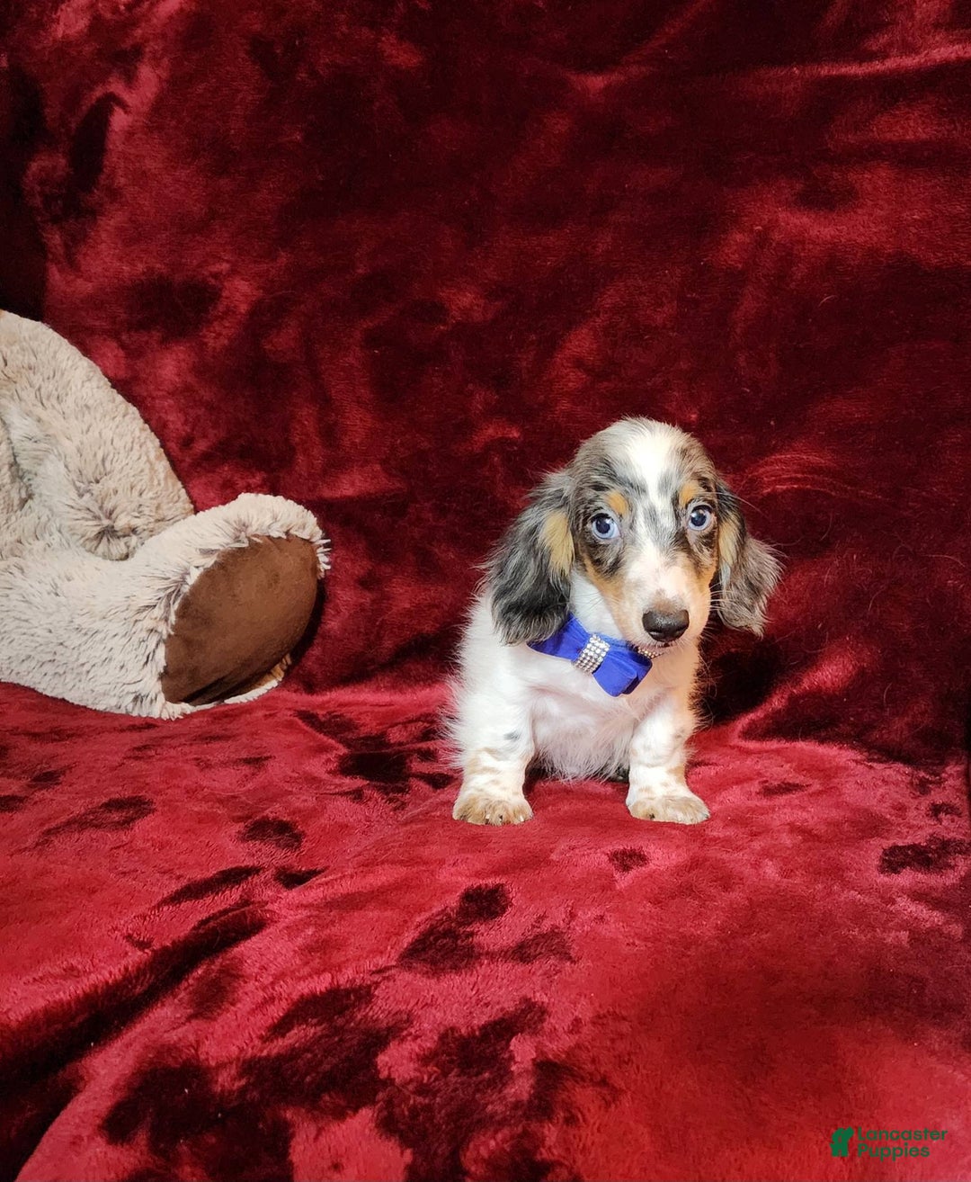 Miniature Dachshund dogs for sale: River - Image 7