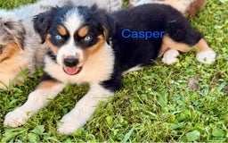 Australian Shepherd dogs for sale: Cal - Image 4