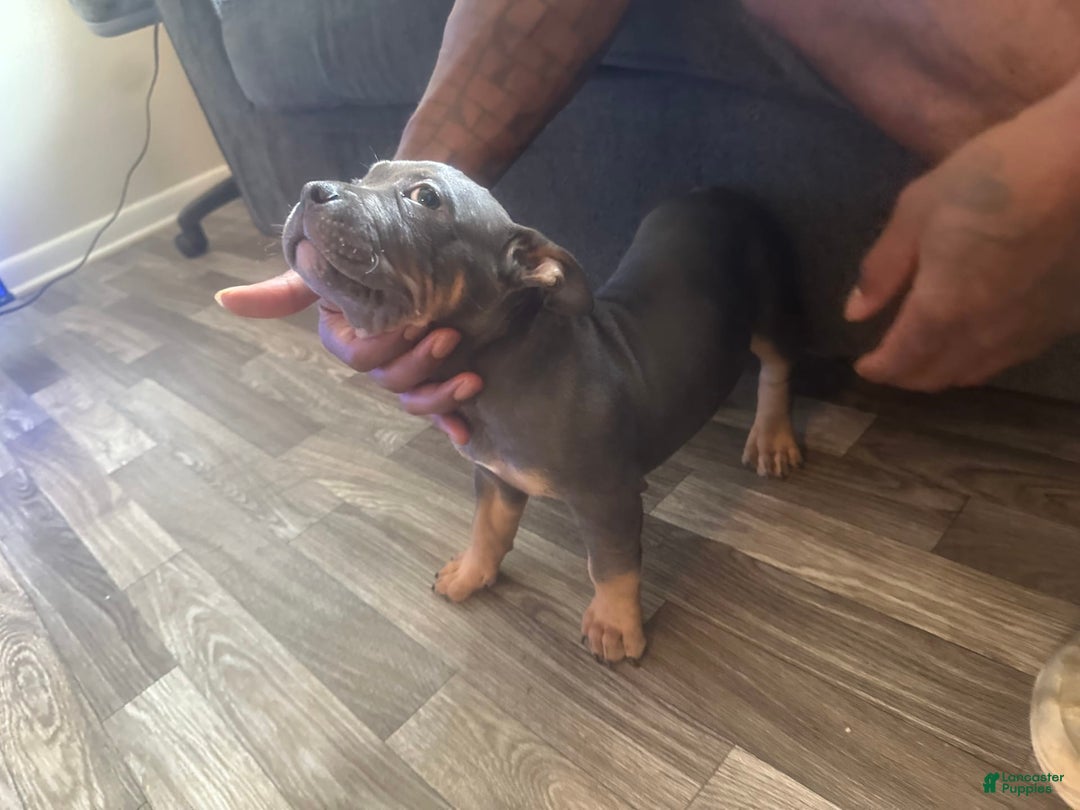 American Bully dogs for sale: Zoe - Image 7