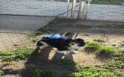 Pomeranian dogs for sale: Boss - Image 3
