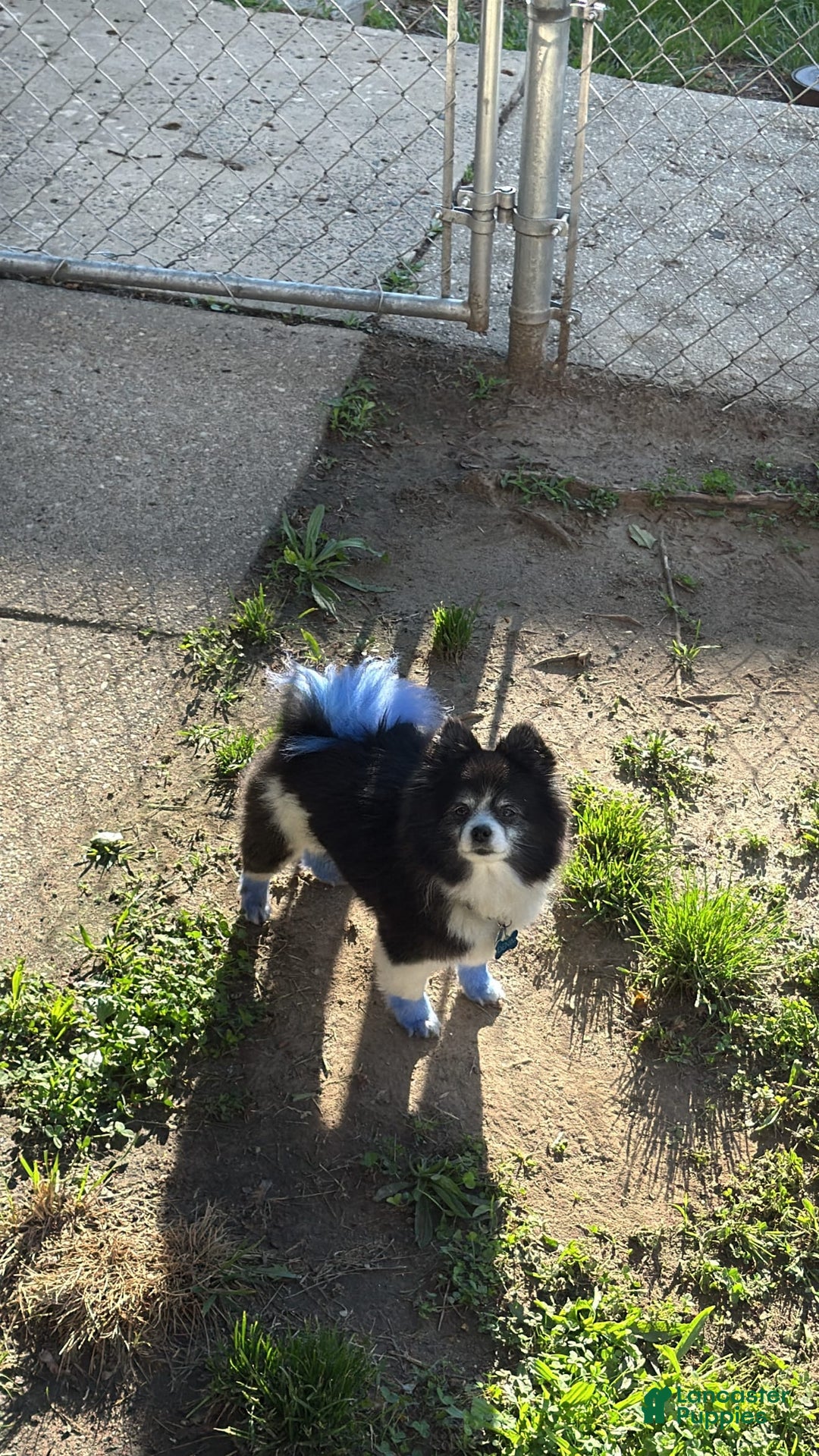 Pomeranian dogs for sale: Boss - Image 3